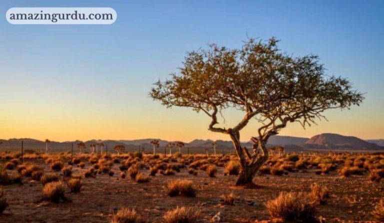 طویل مدت گزار دی ہے فراق کا کب زوال ہوگا