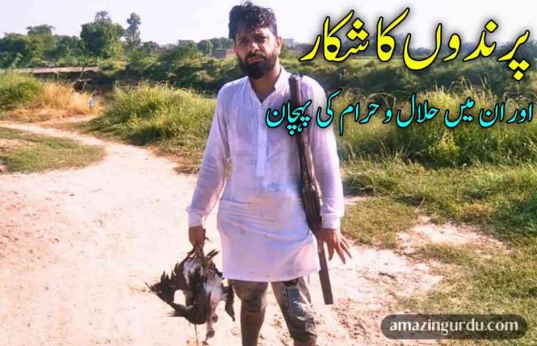 جانوروں اور پرندوں کا شکار اور اس میں حلال و حرام کی پہچان