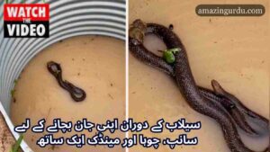 بندروں کا زنا کرنا اور رجم کی روایت| محترم ابوبکر قدوسی صاحب کے قلم سے